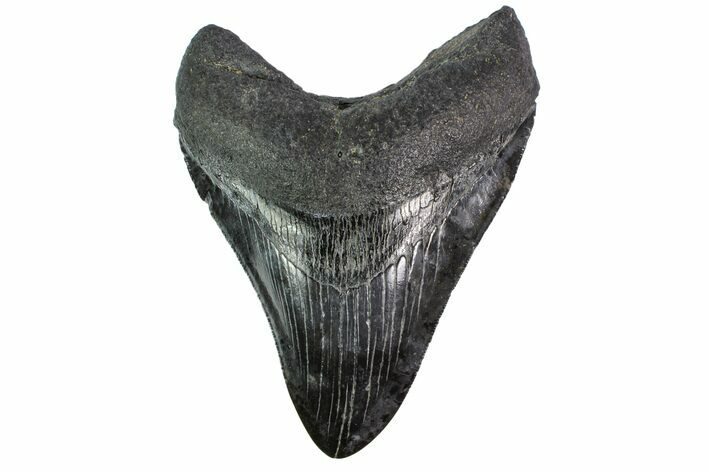 Fossil Megalodon Tooth (Polished Tip) - Georgia #151566